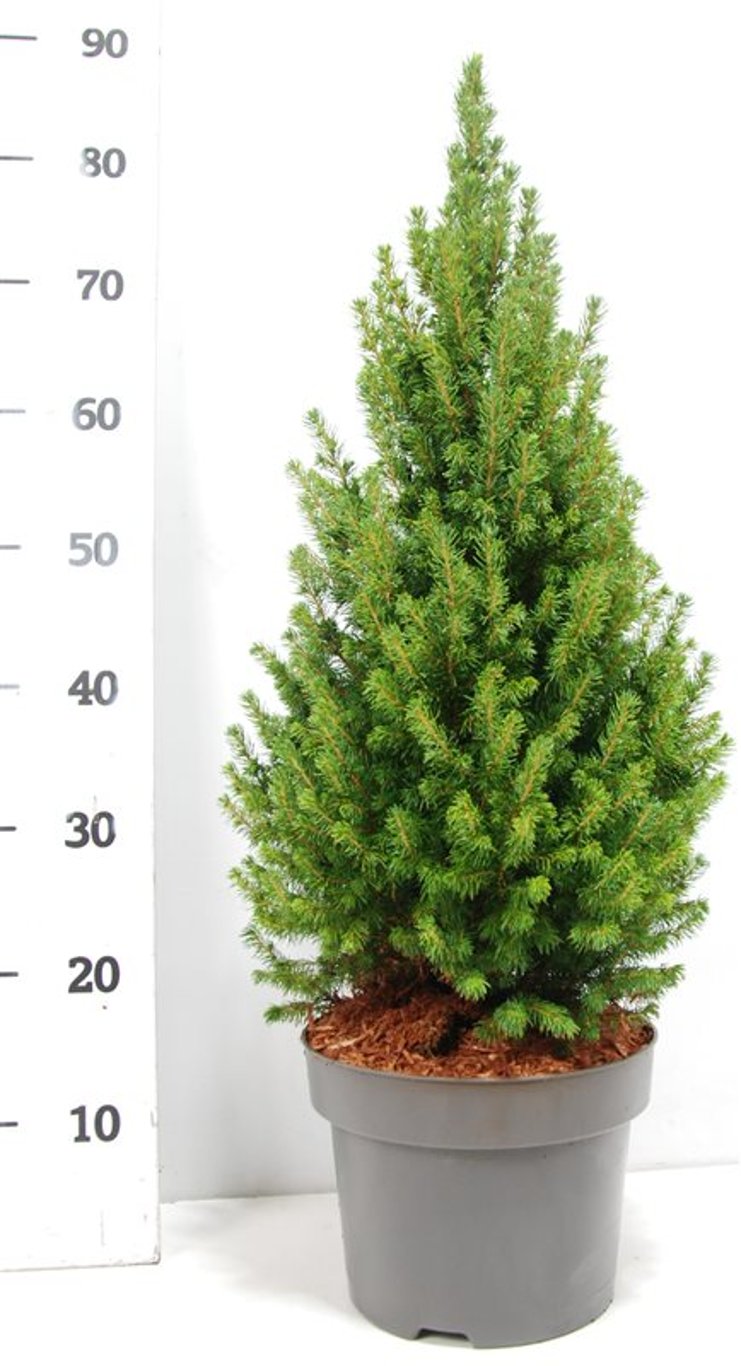 Picea glauca 'Perfecta' (Conica) - C12 80-90 CM